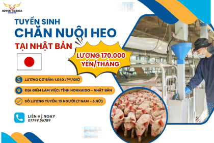 TUYỂN 20 THỰC TẬP SINH CHĂN NUÔI HEO TẠI NHẬT – LƯƠNG 170.000 YÊN/THÁNG – KHÔNG CẦN KINH NGHIỆM